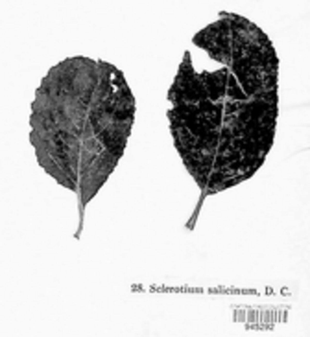 Sclerotium salicinum image